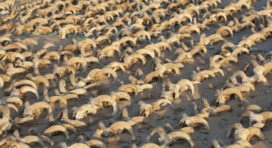 Cabeças de carneiro mumificadas