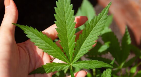 Folha da Cannabis
