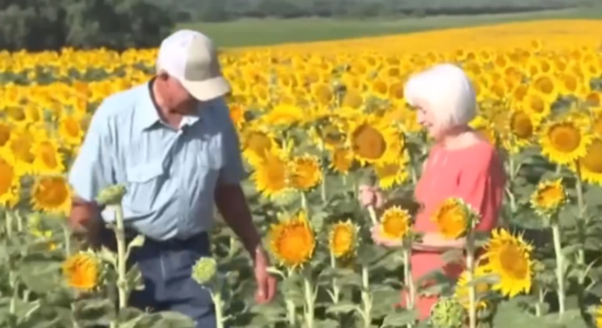 Agricultor planta um milhão de girassóis para esposa