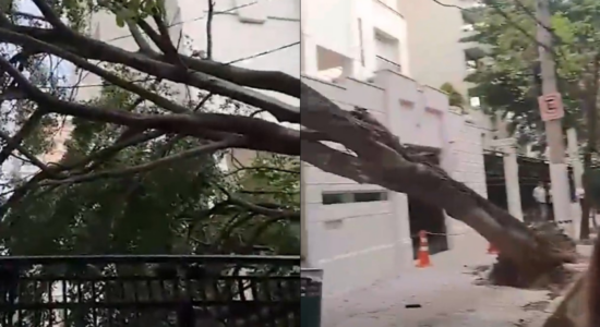 Árvore caiu na entrada do prédio de Moraes