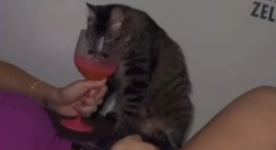 Servidora é demitida após filmar amiga dando vodca a gato